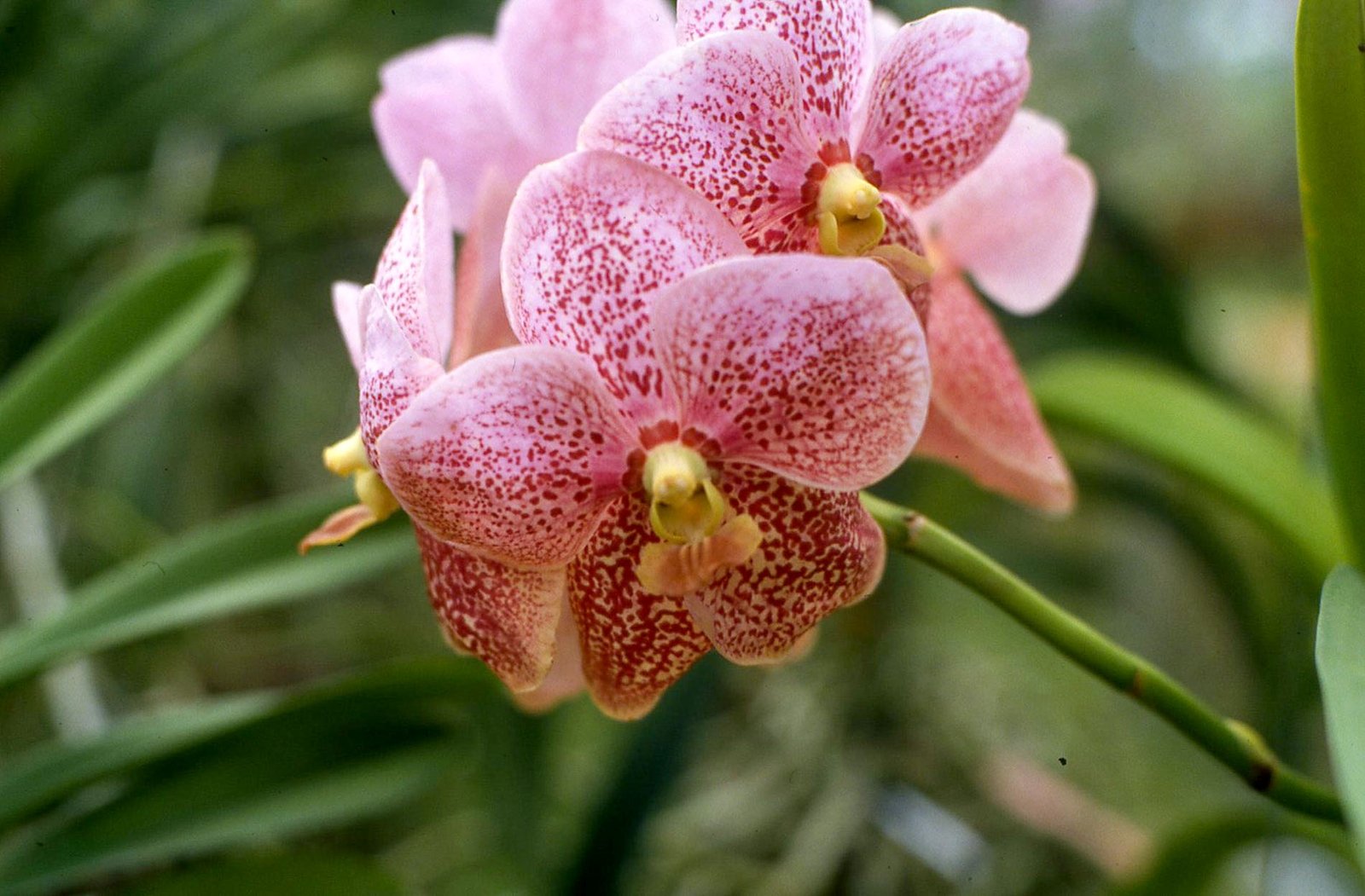Orchids 33